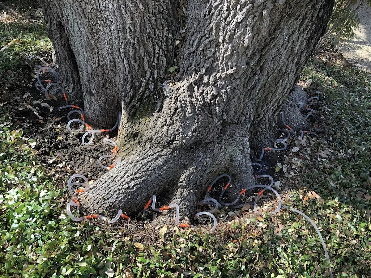 Detailed Tree Cabling and Bracing job site in Bowling Green